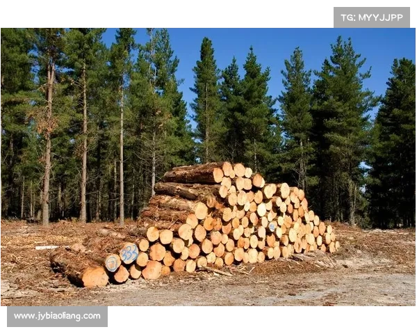 辐射松原木等级如何区别 辐射松原木等级如何区别